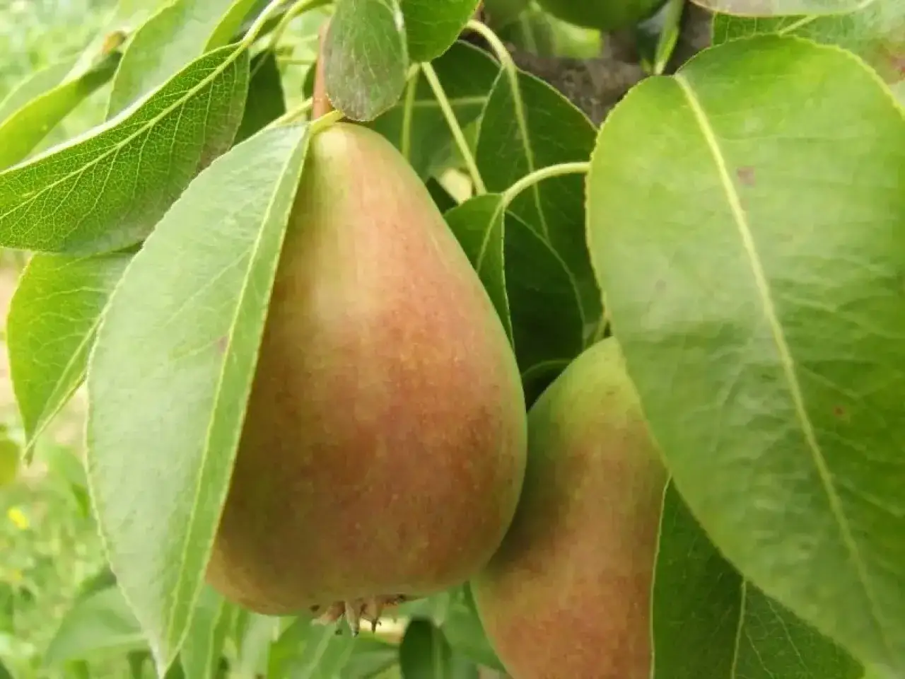 Dojrzewające gruszki Pyrus na gałęzi, otoczone zielonymi liśćmi.