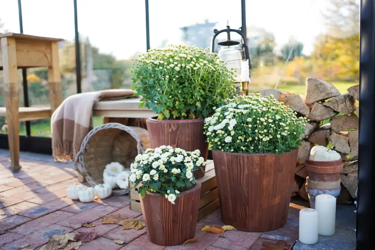 Ambiance automnale avec des chrysanthèmes blancs en pots de bois, des citrouilles et une lanterne. Une belle idée jardin deco pour un coin cosy.