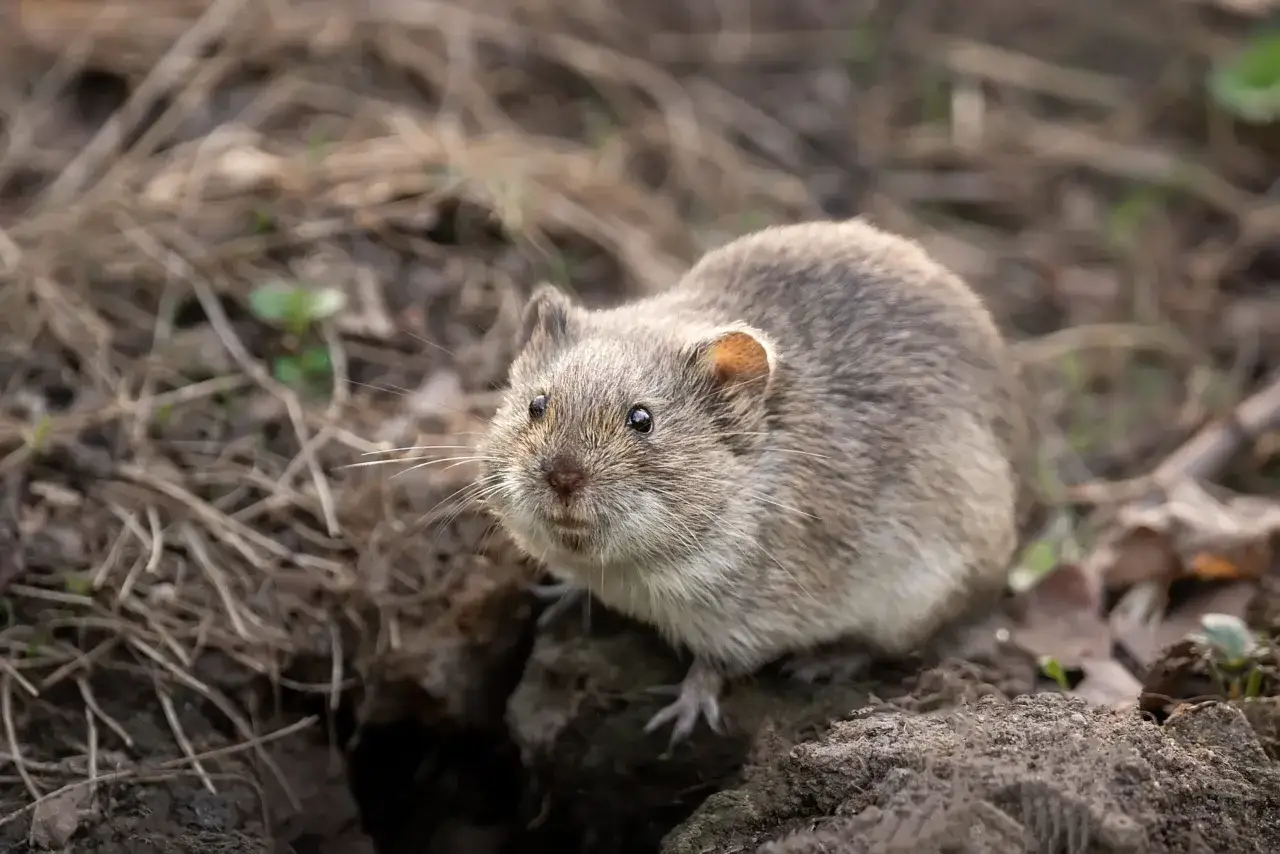 Un campagnol des champs, petit rongeur au pelage gris, émerge de son terrier au milieu de feuilles mortes et de brindilles.