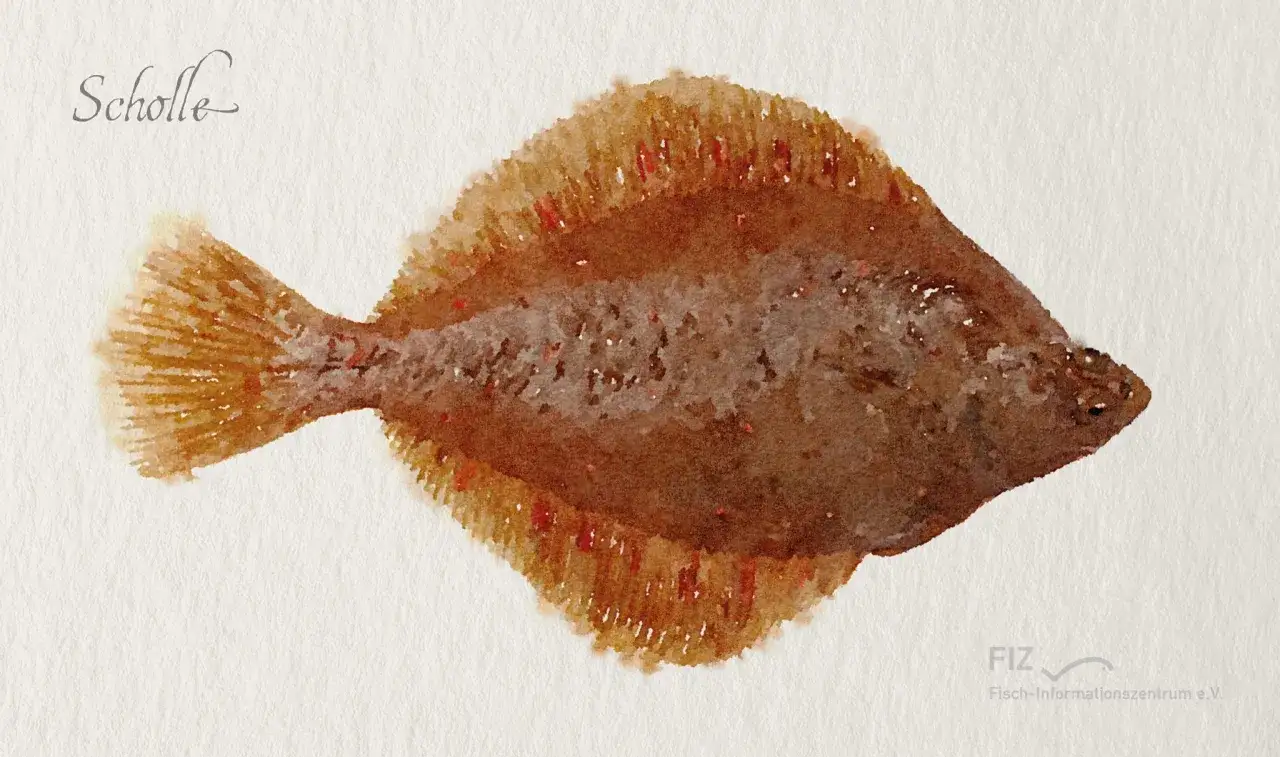 Aquarellmalerei einer Scholle, einem Plattfisch, der in der Ostsee heimisch ist.