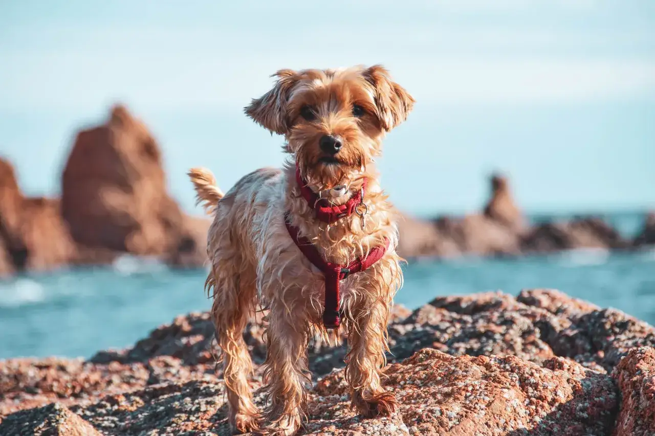 Kleiner Hund am Badesee mit Hund NRW, steht auf Felsen am Wasser.