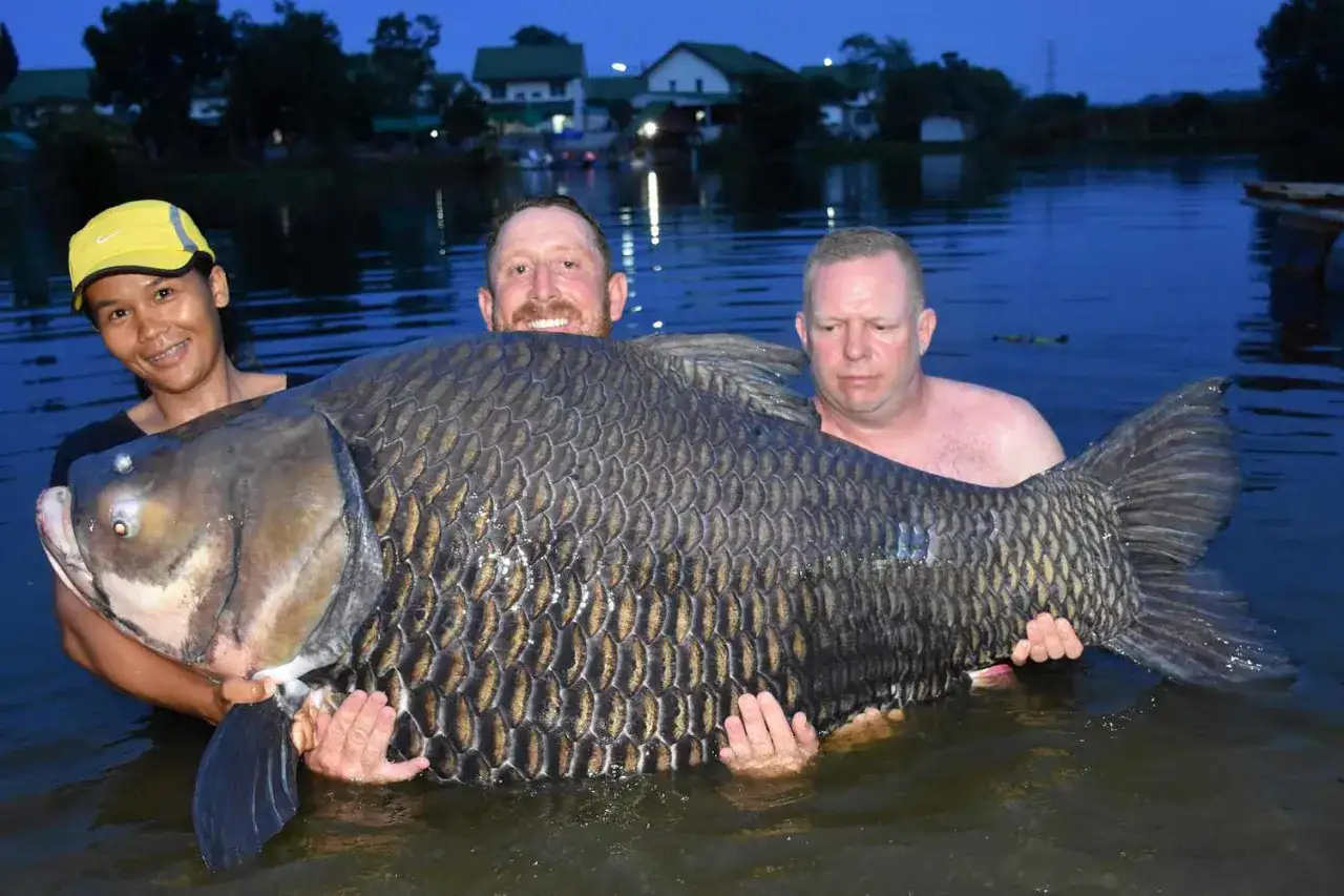 Trzech wędkarzy z dumą prezentuje rekordowego karpia 61 kg, kt&oacute;ry został złowiony w jeziorze.