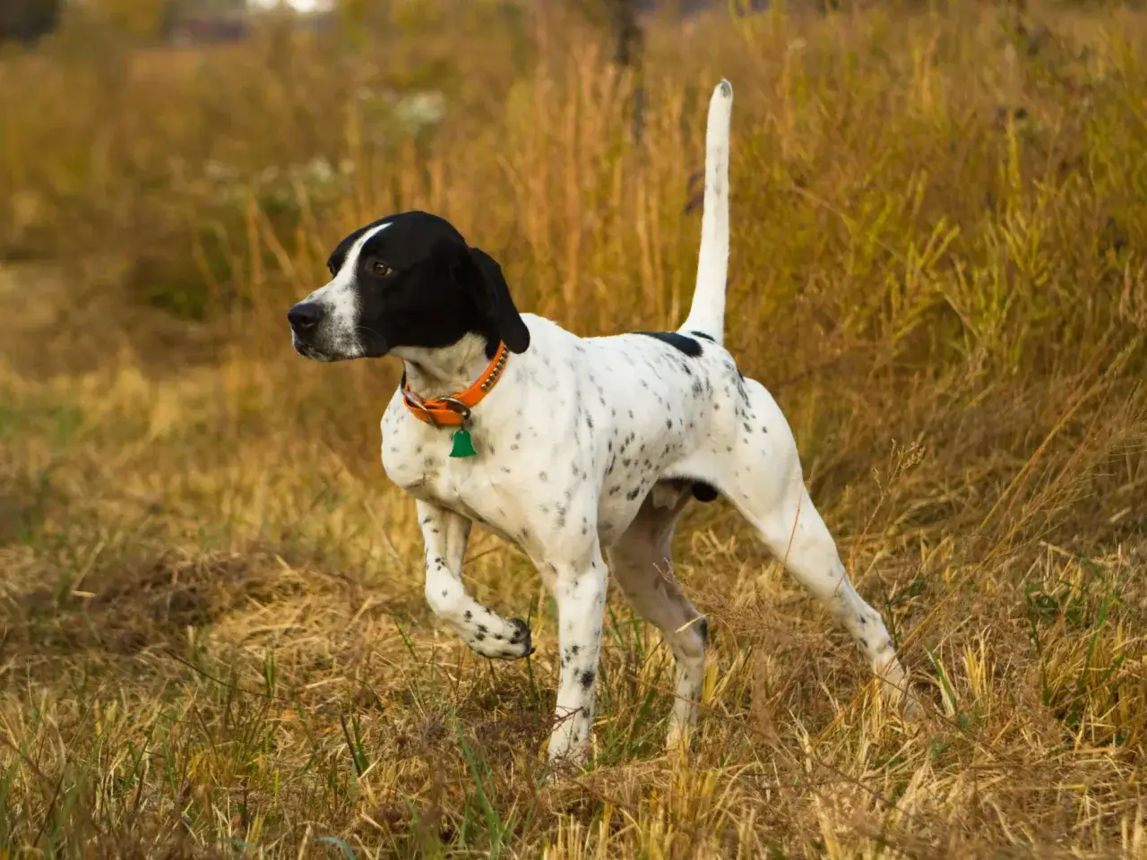 Ein English Pointer mit schwarzem Kopf und geflecktem K&ouml;rper steht im hohen Gras.
