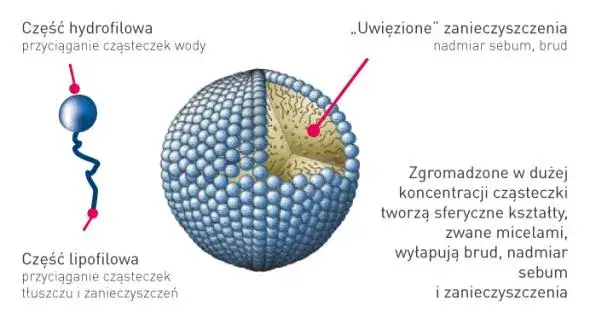 budowa miceli schemat