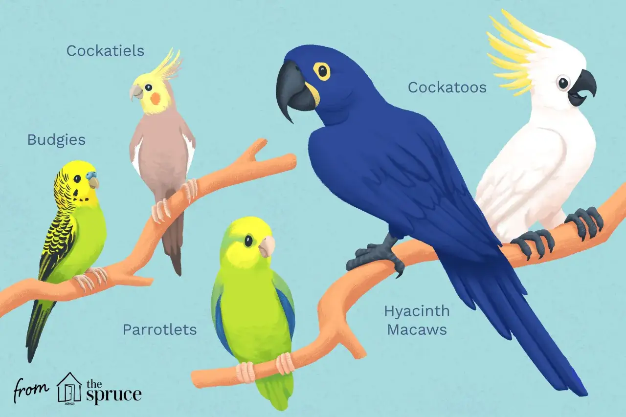 Cinque tipi di pappagalli comuni: cocorite, calopsitte, parrocchetti, ara giacinto e cacatua.