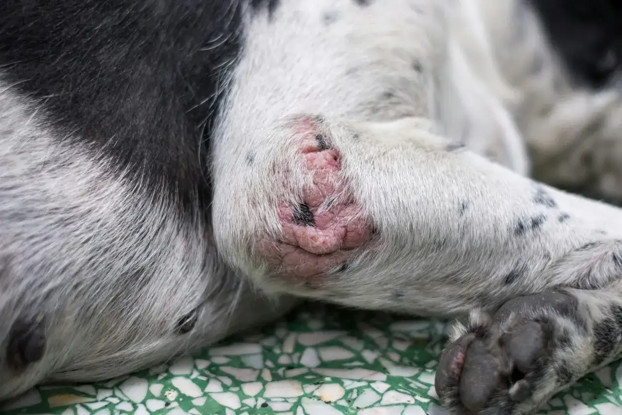 Gros plan sur une plaie sur le coude d'un chien, possiblement due à la gale. La peau est irritée et rouge.
