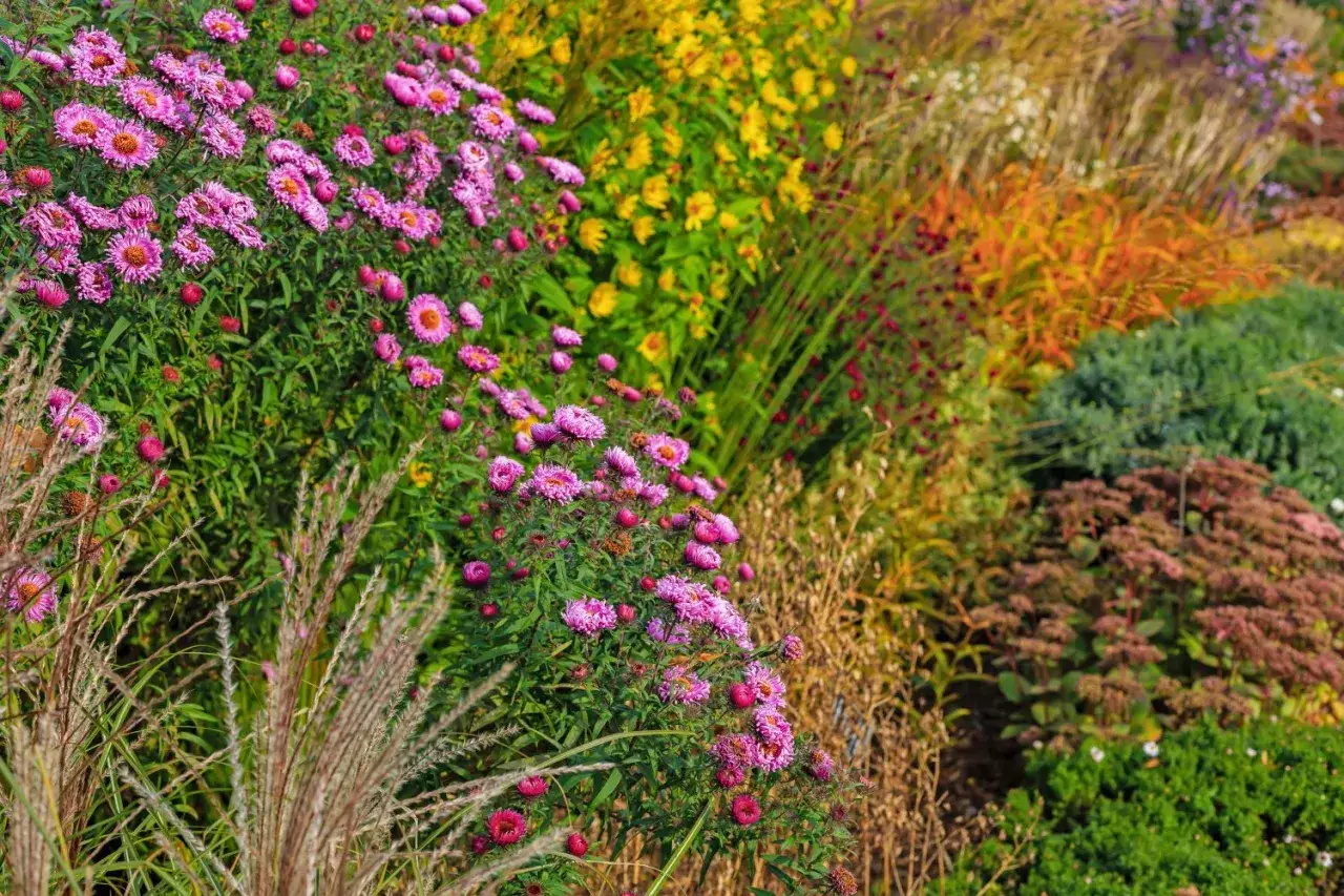 Bunte Herbstblumen wie Astern und Gräser zeigen, was man im Herbst pflanzen kann.