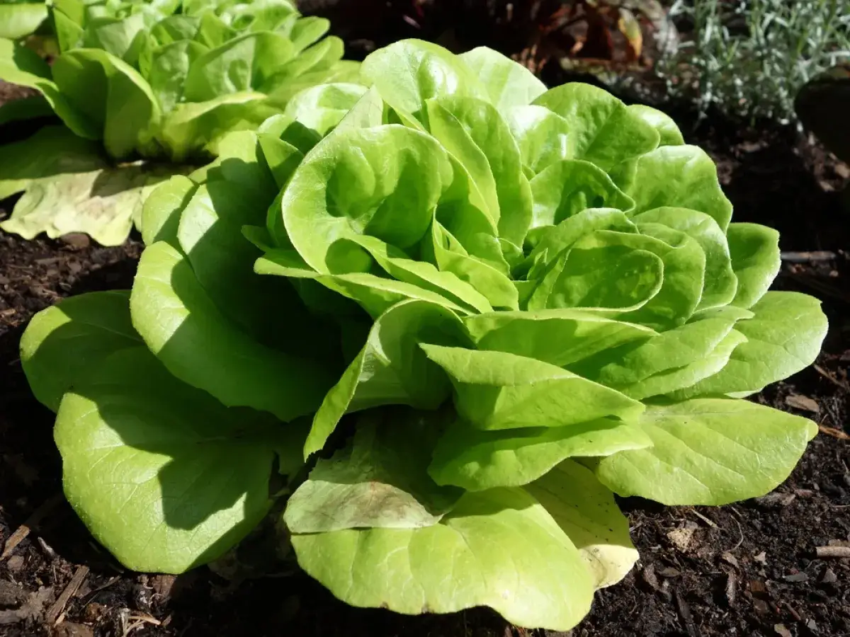 Une belle salade verte, bien formée, qui monte dans le potager. Ses feuilles tendres promettent une récolte savoureuse.