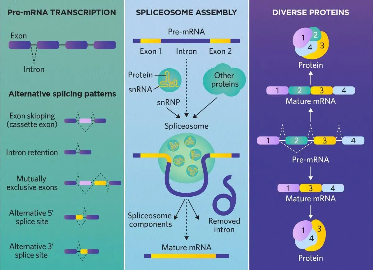 Schema zur RNA-Prozessierung: zeigt Transkription, Spleißosom-Aufbau und alternative Spleißmuster, die zu verschiedenen Proteinen führen.