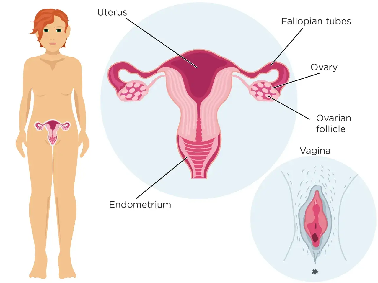 Illustration av kvinnans reproduktionsorgan, inklusive livmoder, &auml;ggstockar och &auml;ggledare. Endometriet, livmoderns slemhinna, &auml;r markerad, vilket &auml;r relevant f&ouml;r menscykeln.