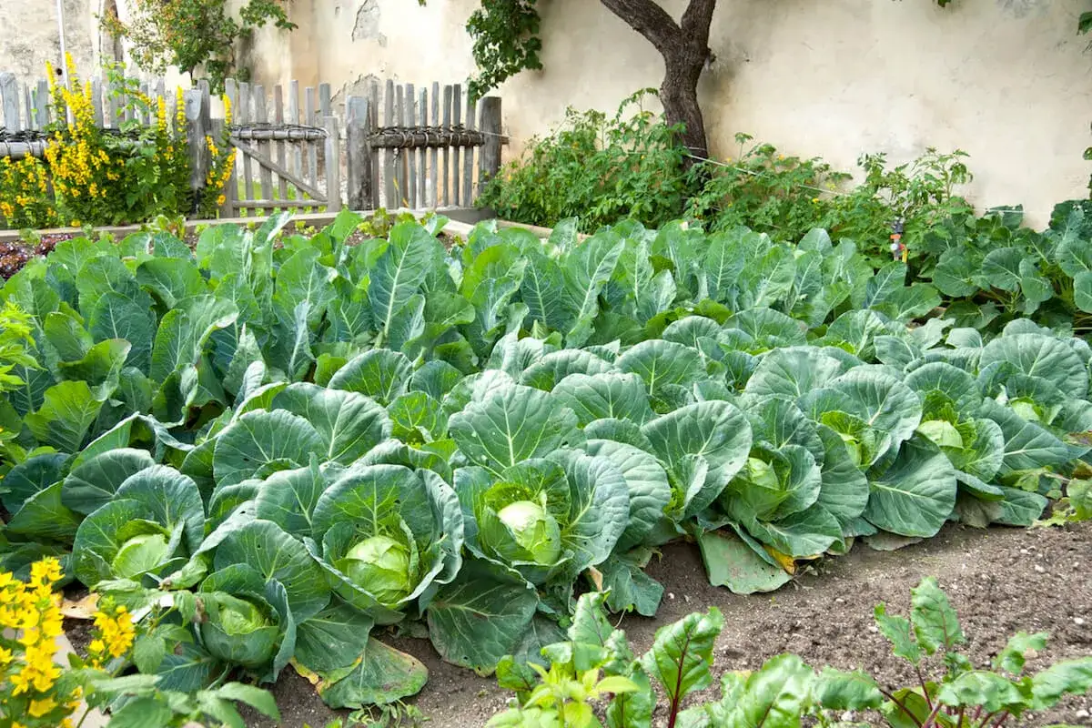 Un potager luxuriant avec une belle distance plantation choux. Des rangées de choux verts bien serrés, des fleurs jaunes et une clôture en bois en arrière-plan.