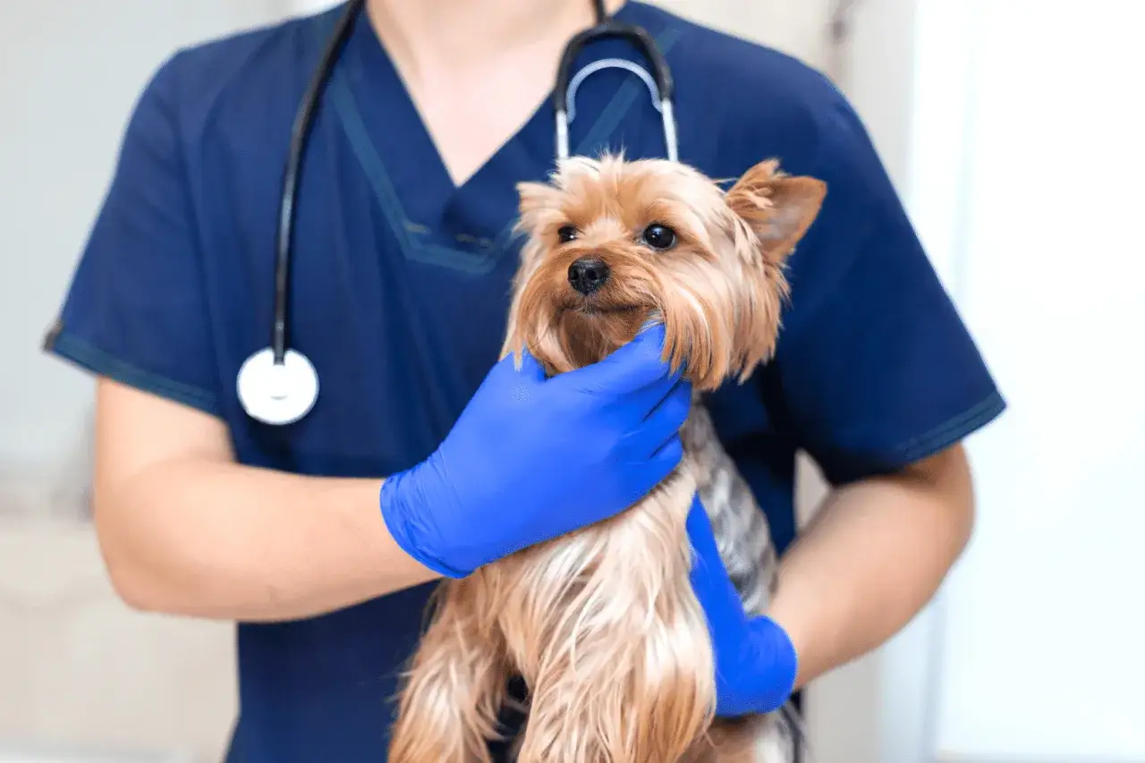 Veterinario examina un Yorkshire terrier. Los yorkshire suelen morir por problemas cardíacos o dentales.