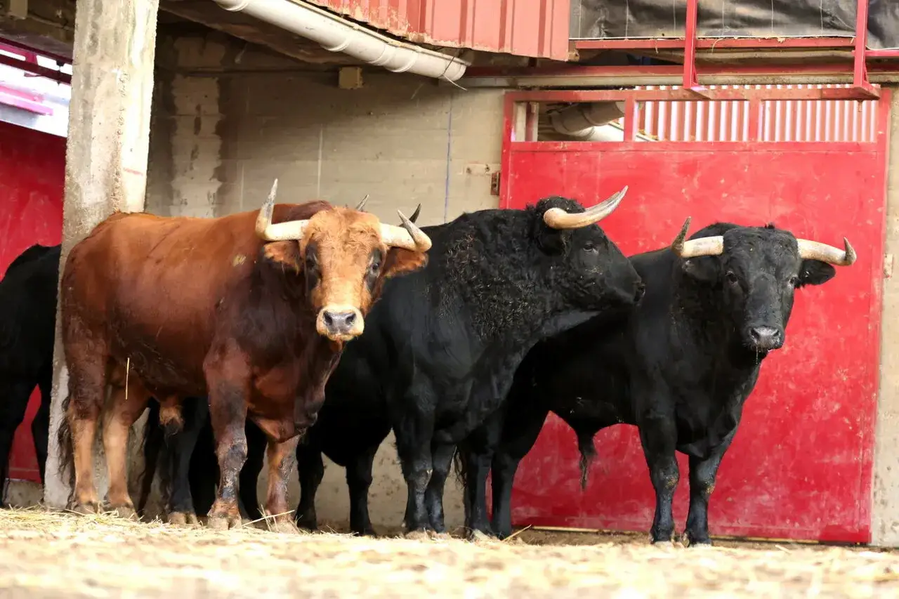 Tres toros, uno castaño y dos negros, esperan en la ganadería Hermanas Azcona.