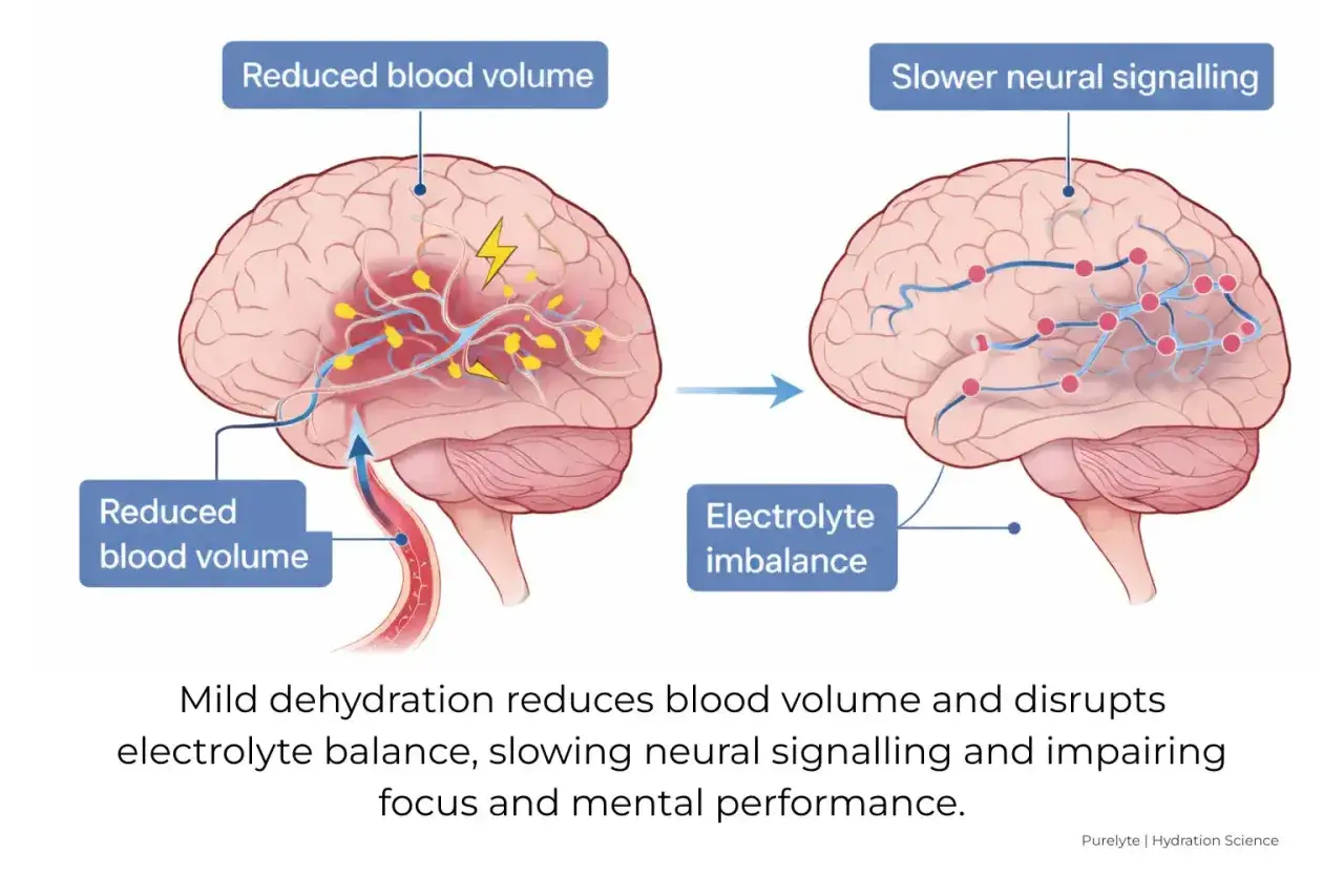 Cerveau : la d&eacute;shydratation r&eacute;duit le volume sanguin et perturbe l'&eacute;quilibre &eacute;lectrolytique, ralentissant la signalisation neuronale et affectant les performances mentales.