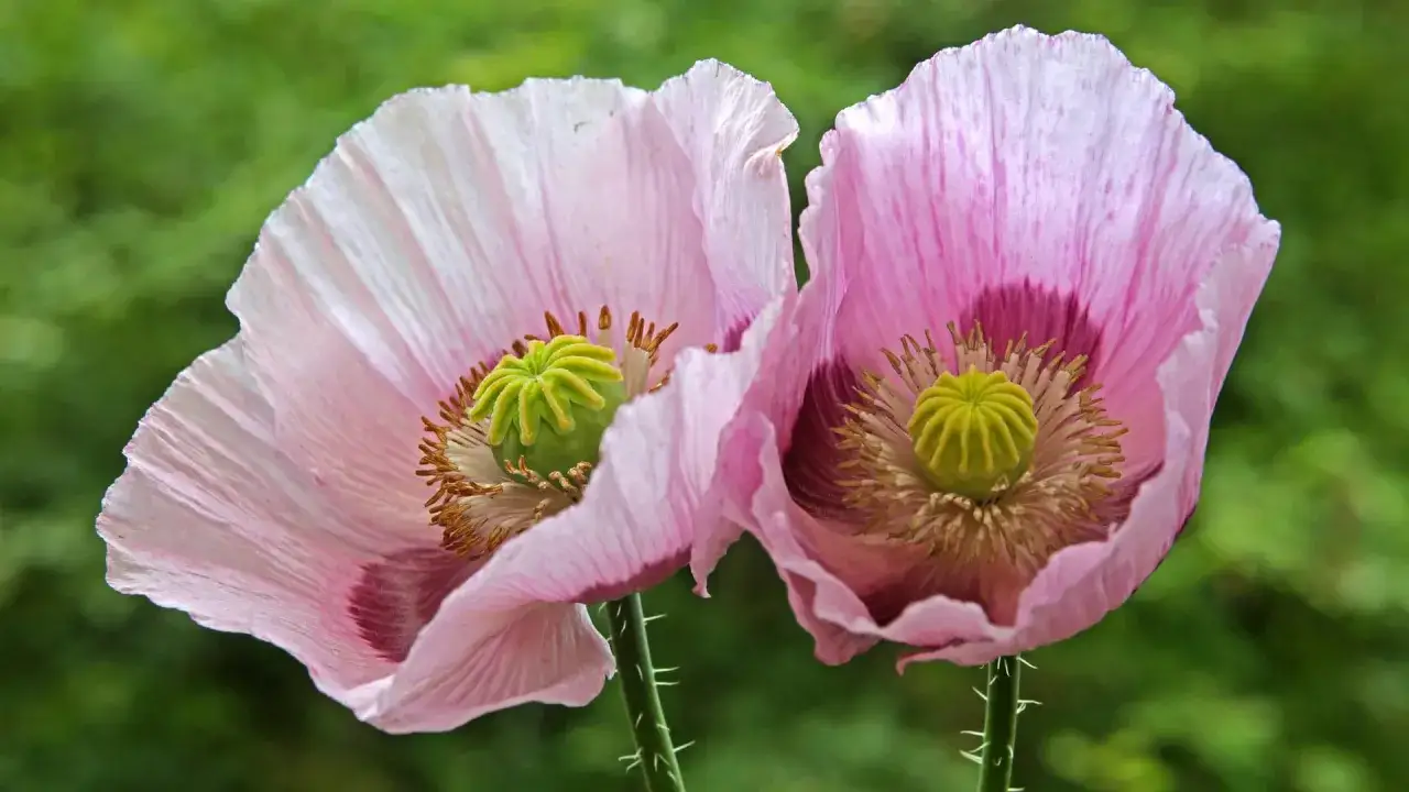 Zwei zarte, rosafarbene Mohnblumen mit giftig wirkendem Kern.