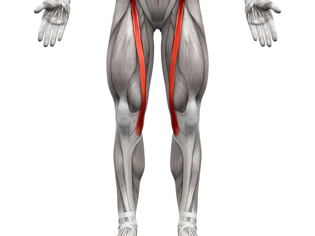 Anatomical illustration of the human leg, highlighting the sartorius muscle (mięsień szewski) in red.