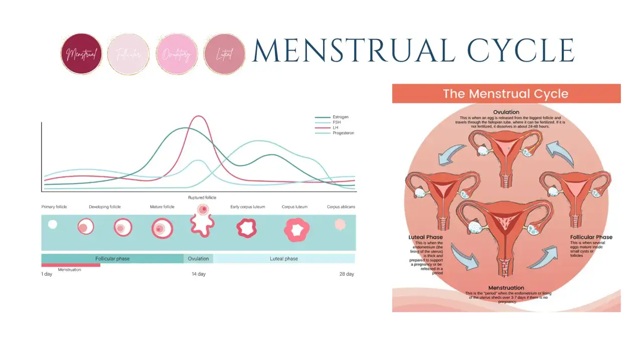 Illustration des Menstruationszyklus mit Hormonkurven und Phasen. Wichtig f&uuml;r die Periode nach Absetzen der Pille.