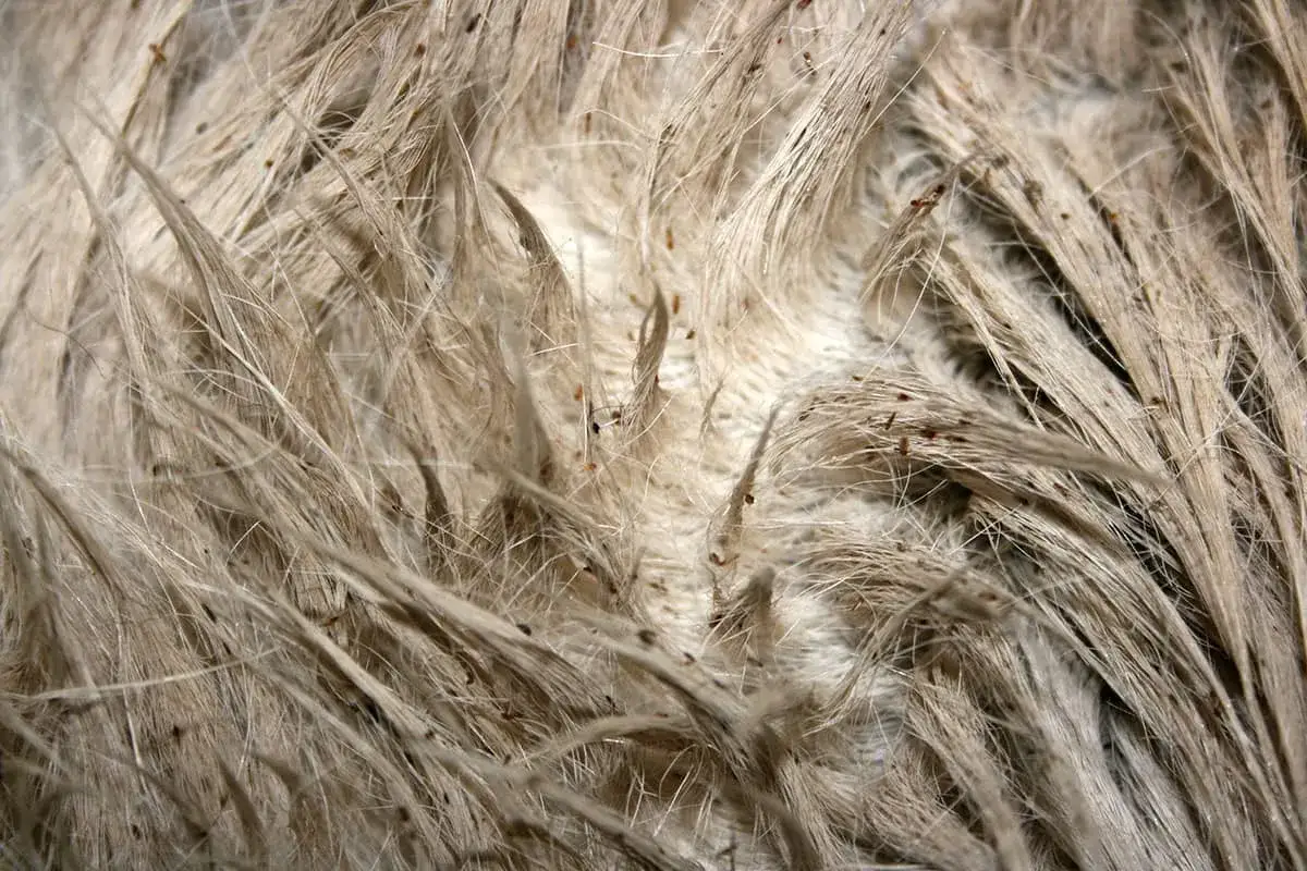 Nahaufnahme von Pferdehaaren mit vielen kleinen, dunklen Haarlingen, die sich in der dichten Mähne verstecken.