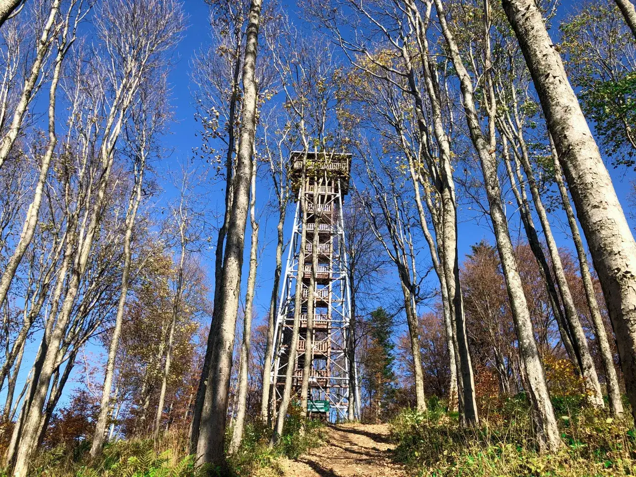 Wśród jesiennych drzew wznosi się muczna wieża widokowa, zapraszając do podziwiania panoramy.