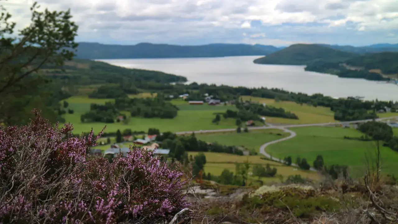 Vacker vy över en svensk sjö och landsbygd, perfekt för eco tourism. Ljung i förgrunden.