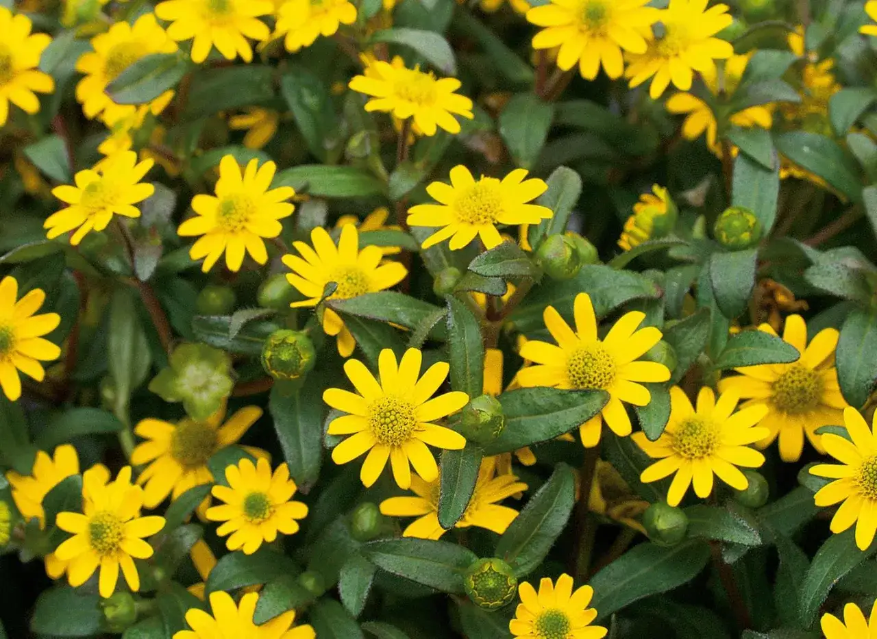 Leuchtend gelbe Bl&uuml;ten und gr&uuml;ne Bl&auml;tter, ideal f&uuml;r pflegeleichte balkonpflanzen. Kleine Knospen deuten auf weitere Bl&uuml;tenpracht hin.