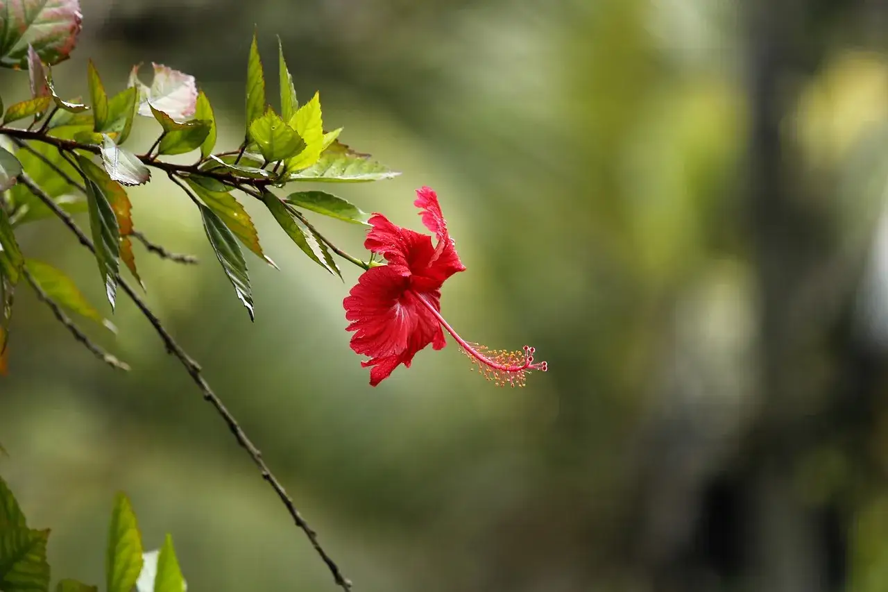 Piękny, czerwony hibiskus domowy z długim słupkiem, otoczony zielonymi liśćmi i rozmytym tłem.