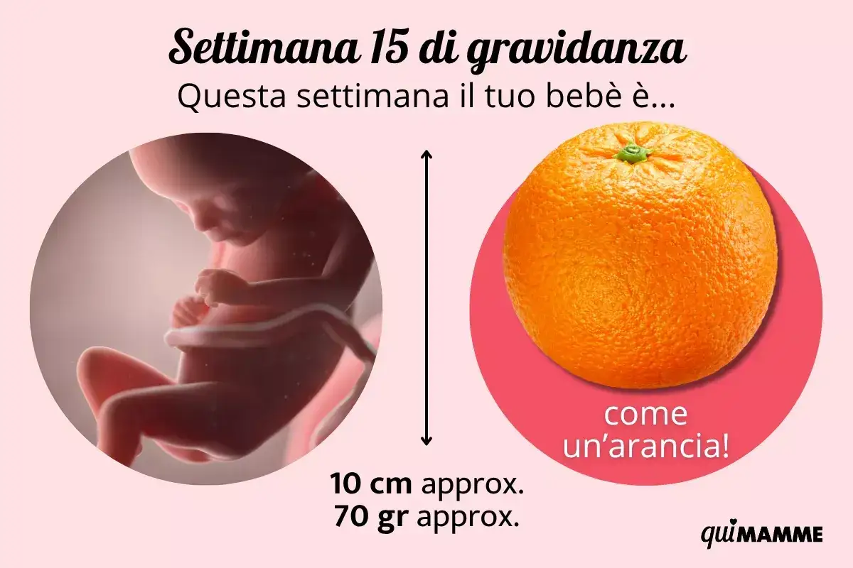 Il tuo beb&egrave; alla 15 settimana di gravidanza &egrave; grande come un'arancia, circa 10 cm e 70 grammi.