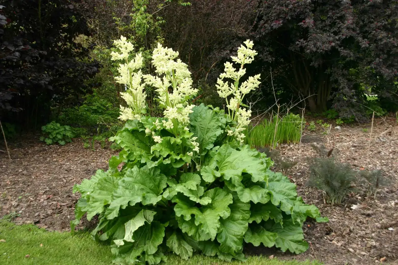 Gros plan sur une plante de rhubarbe en pleine floraison, avec ses grandes feuilles vertes et ses panicules de fleurs blanches crémeuses.
