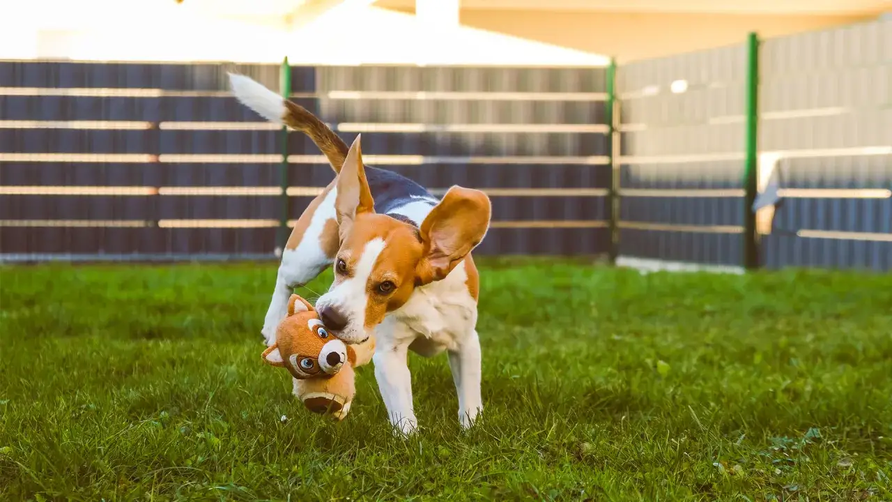 Radosny beagle z zabawką w pysku biega po trawie. Świetny przykład, jak bawić się ze szczeniakiem, zapewniając mu ruch i radość.