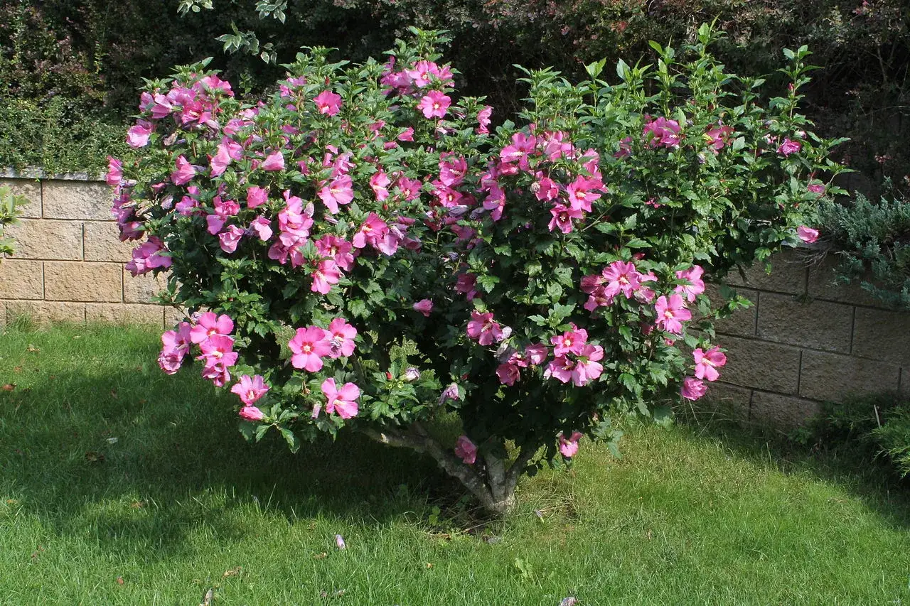 Ein blühender Hibiskusstrauch mit vielen rosa Blüten im Garten. Vorsicht: Hibiskus giftig für Haustiere.