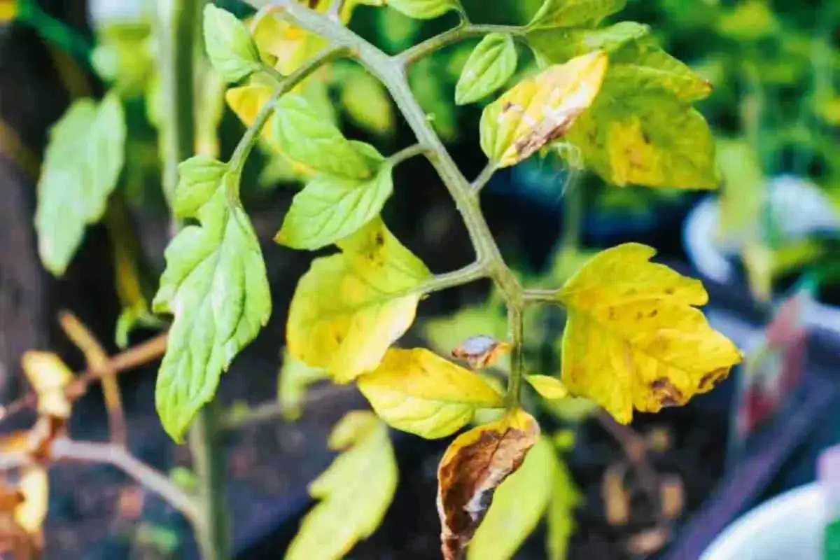 Pianta di pomodoro con foglie gialle e secche, segno di stress o carenza.