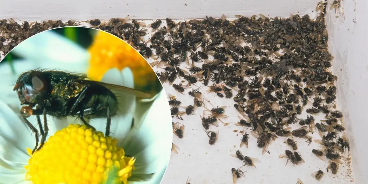En n&auml;rbild av en fluga p&aring; en blomma, bredvid en stor samling d&ouml;da flugor i ett h&ouml;rn. Husmorstips f&ouml;r flugor inomhus.