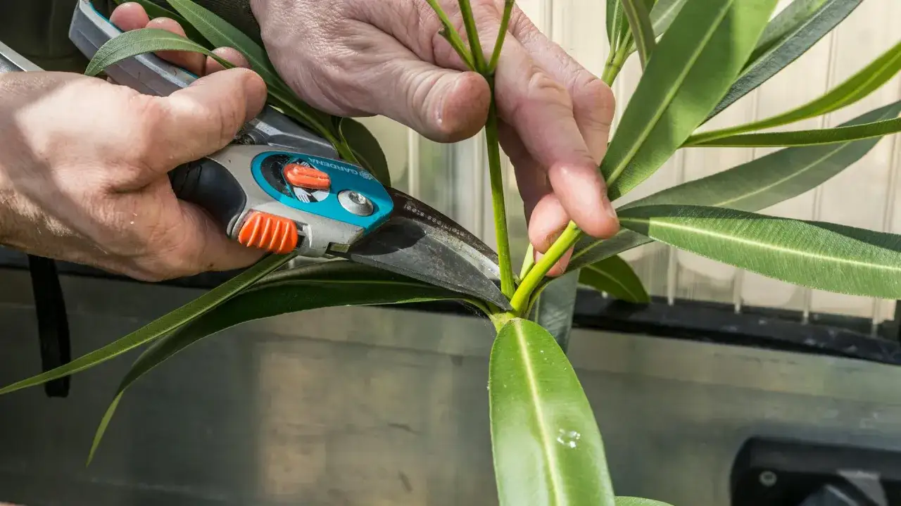 Hände schneiden mit einer Gartenschere einen Oleander-Zweig.