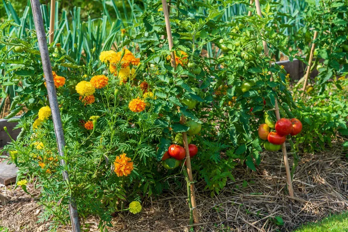 Un pied de tomate bien garni, avec des tomates rouges et vertes, côtoie des fleurs de souci orangées et jaunes dans un potager ensoleillé.