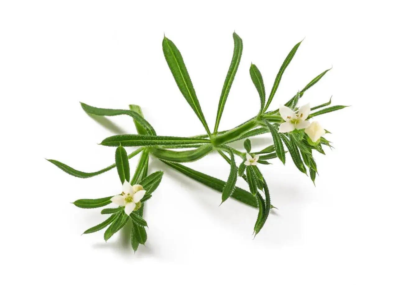 pielenie przytulii czepnej ręczne