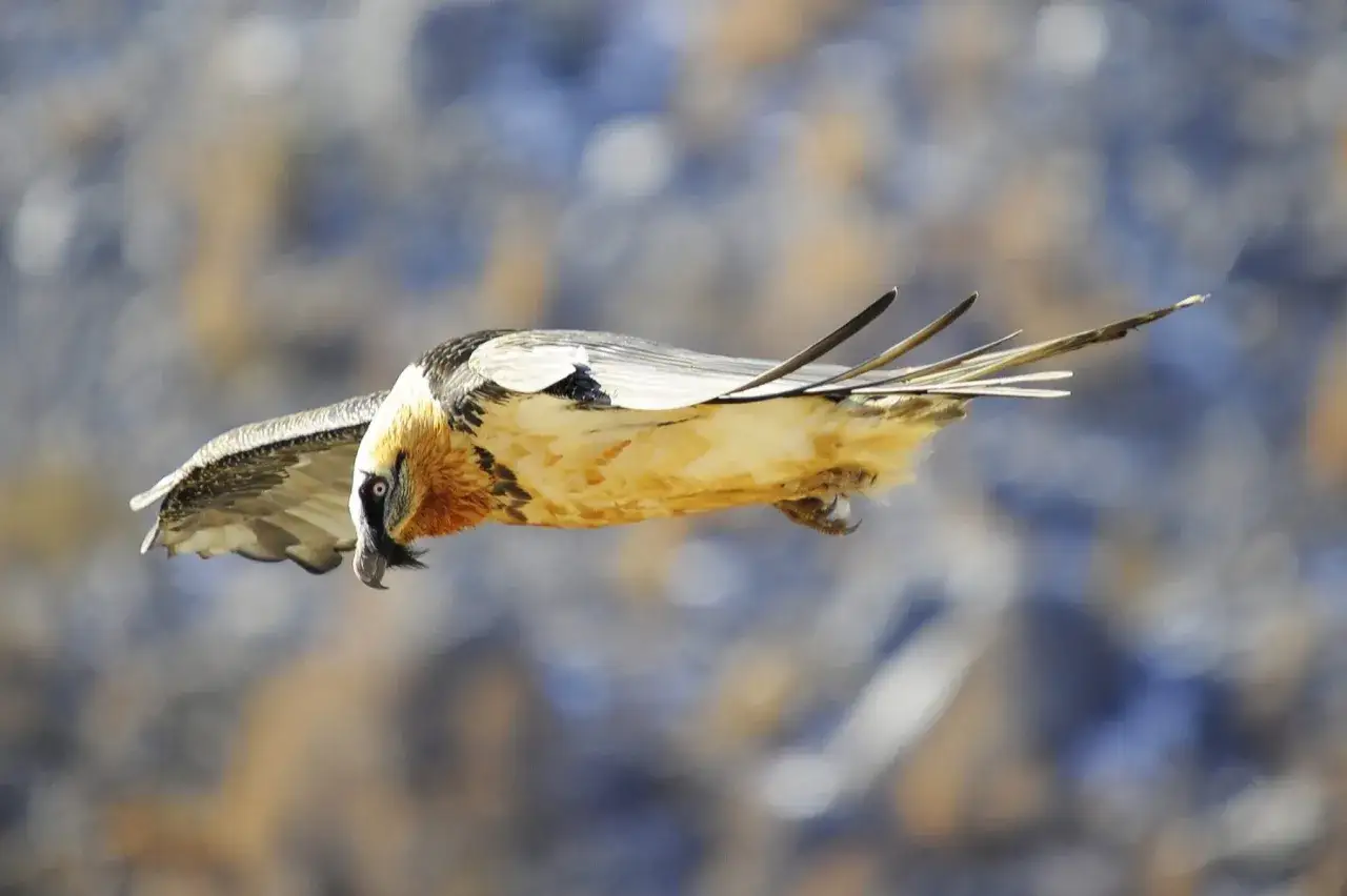 Un gypa&egrave;te barbu, majestueux vautour fauve, plane dans le ciel avec ses ailes d&eacute;ploy&eacute;es.