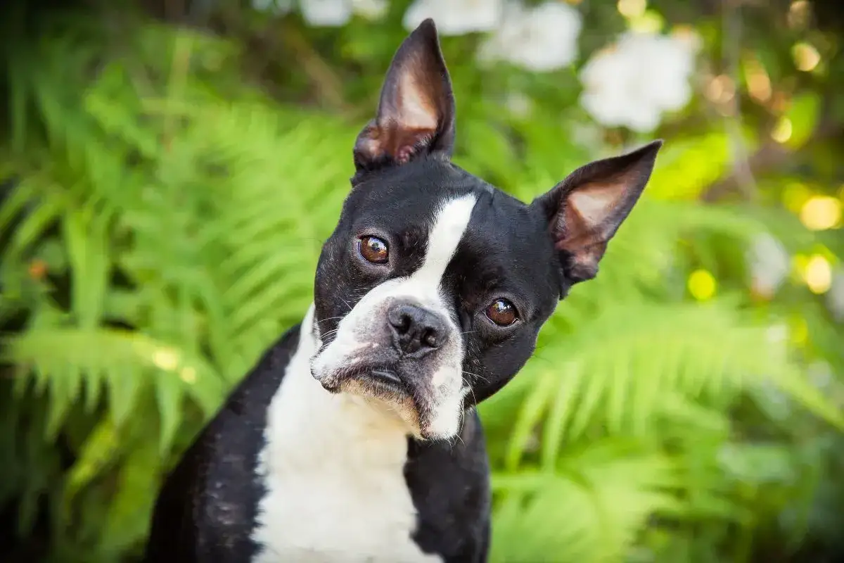 Uroczy boston terrier z charakterystycznym znaczeniem na pysku, z lekko przechyloną głową. Mimo swoich wad, jest niezwykle sympatyczny.