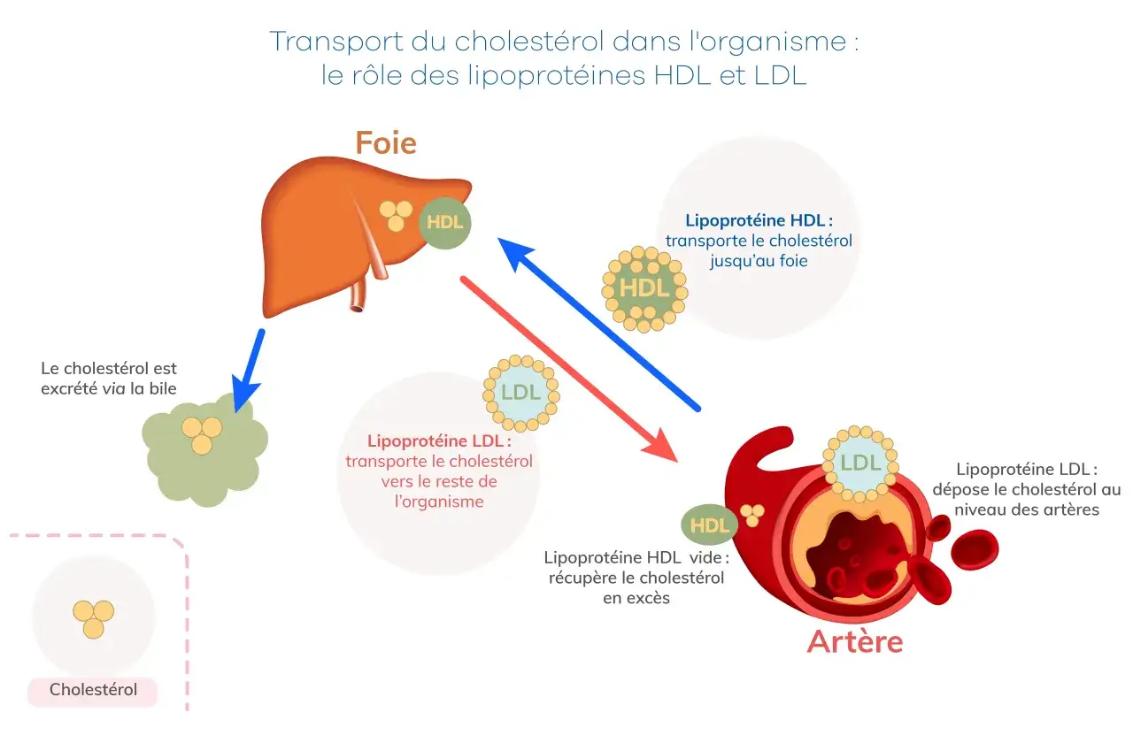 Le cholestérol, transporté par les lipoprotéines HDL et LDL, circule dans l'organisme. Le HDL le ramène au foie, le LDL le dépose dans les artères.