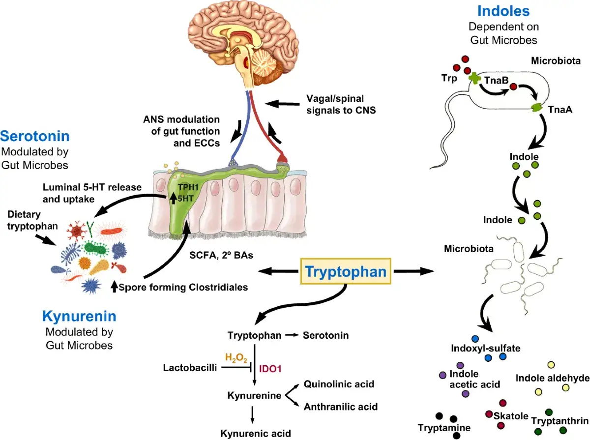 Serotonina co to? Schemat pokazuje, jak tryptofan przekształca się w serotoninę w jelitach, wpływając na mózg.