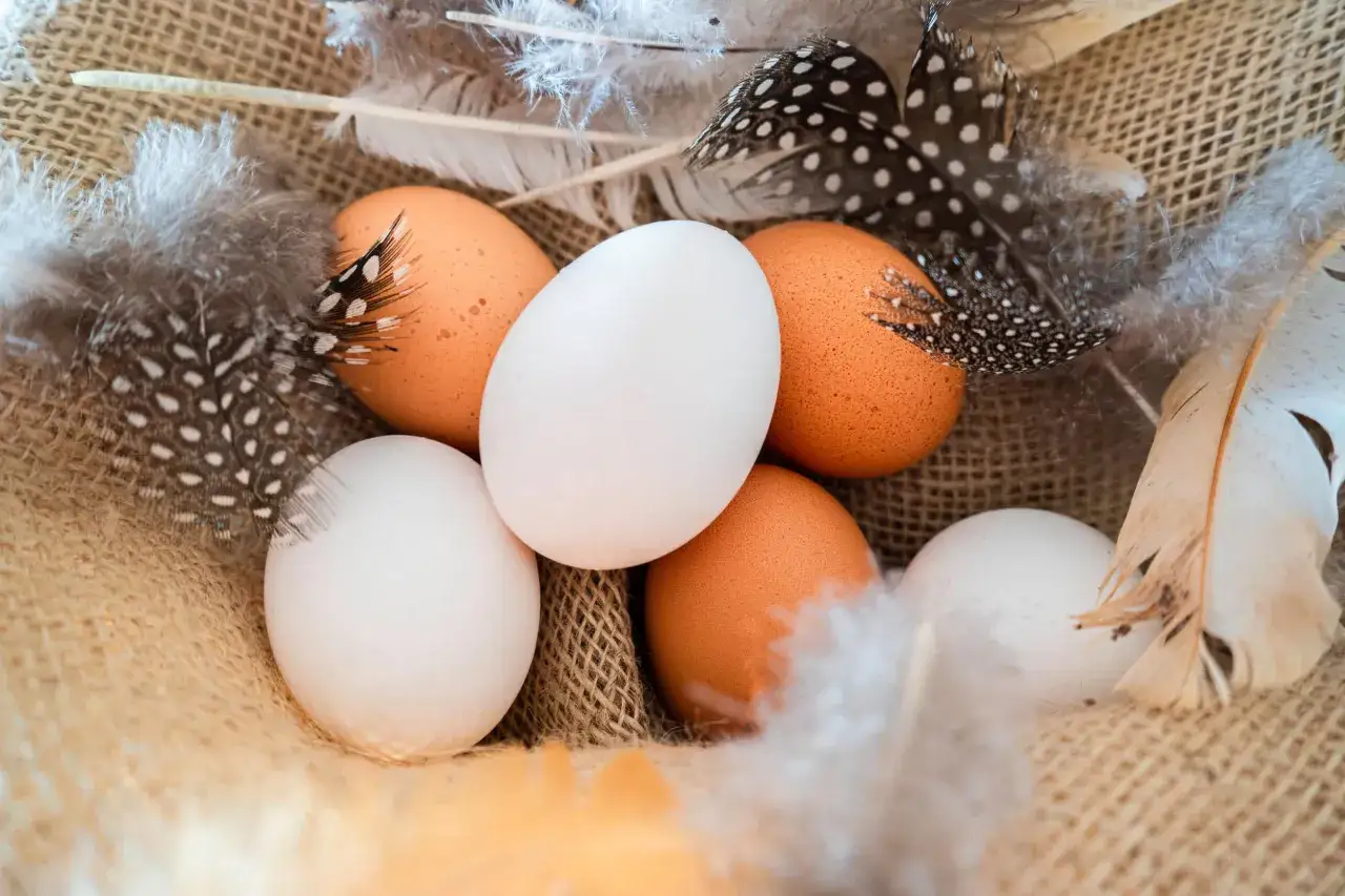 Zbliżenie na jajko makro w koszyku z piórami. Brązowe i białe jajka otoczone delikatnymi piórami, tworząc rustykalną kompozycję.