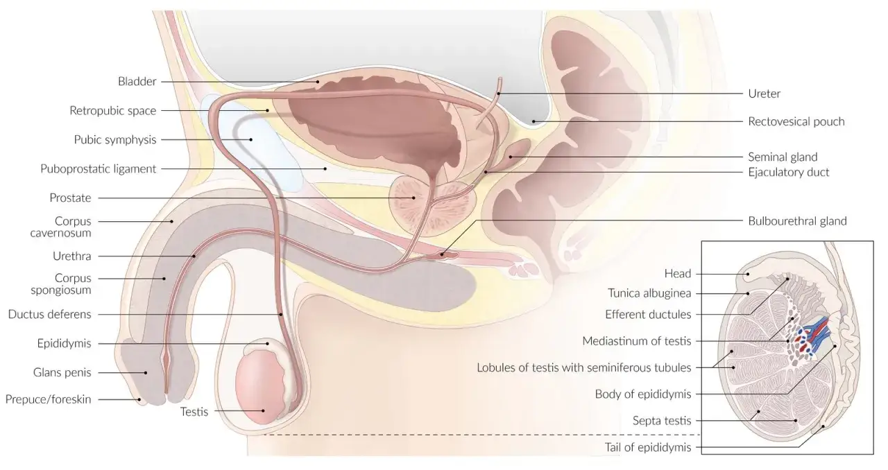 Anatomische Darstellung des männlichen Urogenitaltrakts. Mögliche Ursachen für Schmerzen beim Pinkeln können Probleme mit Prostata, Harnröhre oder Blase sein.