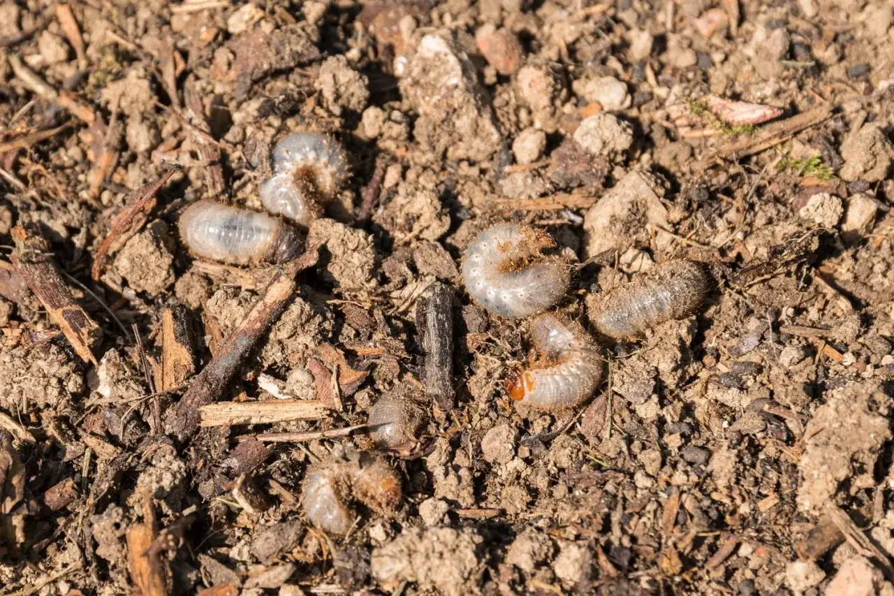 Plusieurs larves de hanneton, blanches et recourbées, se tortillent dans la terre meuble, parmi des débris végétaux.
