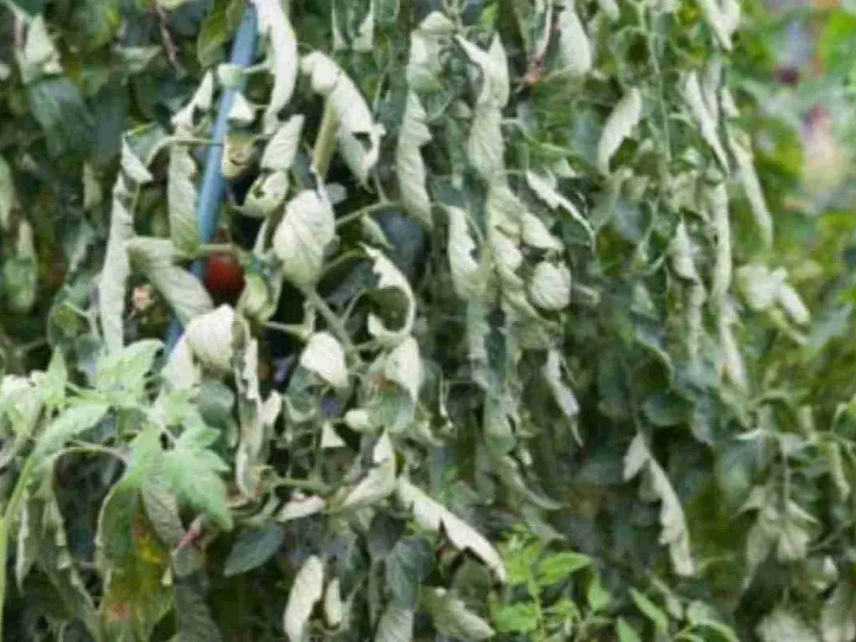 Pianta di pomodoro con foglie accartocciate, segno di malattie. Un pomodoro rosso è visibile tra i rami sofferenti.