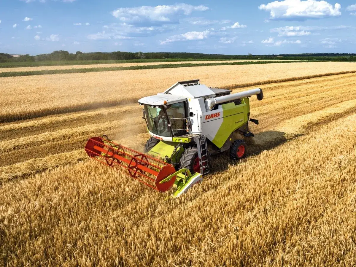 Kombajn zbożowy Claas Dominator w akcji, ścinający złote łany pszenicy pod błękitnym niebem.