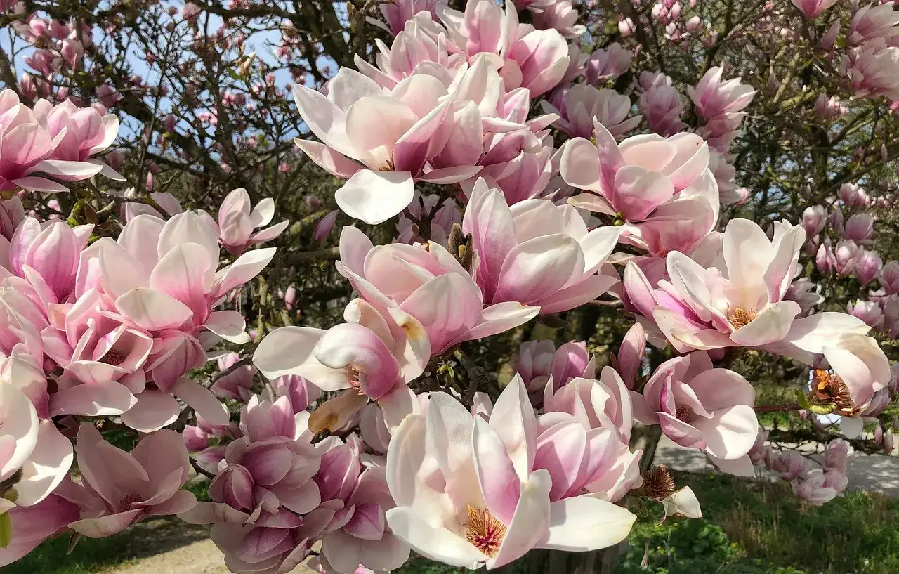 Kwitnące magnolie, różne odmiany o delikatnych, różowo-białych płatkach, tworzą wiosenną feerię barw.