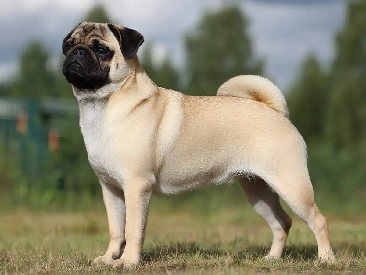 En mops med sitt karakt&auml;ristiska temperament st&aring;r p&aring; en gr&auml;smatta.
