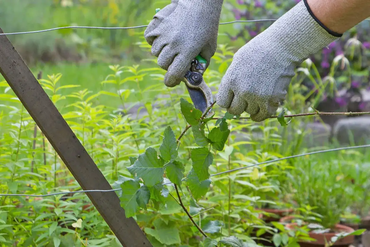 H&auml;nde in Handschuhen schneiden mit einer Gartenschere einen jungen Brombeerstrauch zur&uuml;ck, um ihn f&uuml;r das Brombeeren pflanzen vorzubereiten.
