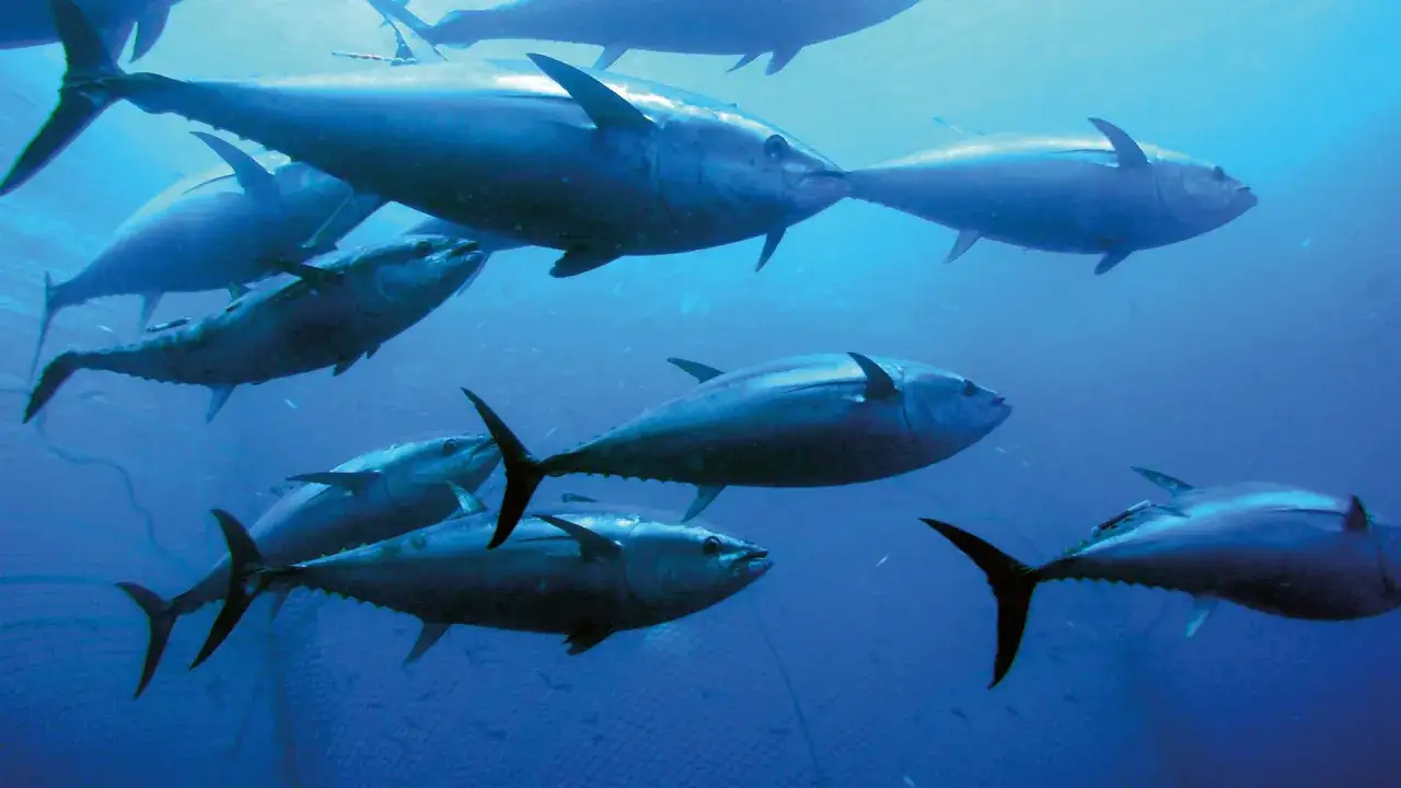 Un banco di **blauflossen thunfisch** nuota in acque blu profonde, con reti da pesca visibili sullo sfondo.