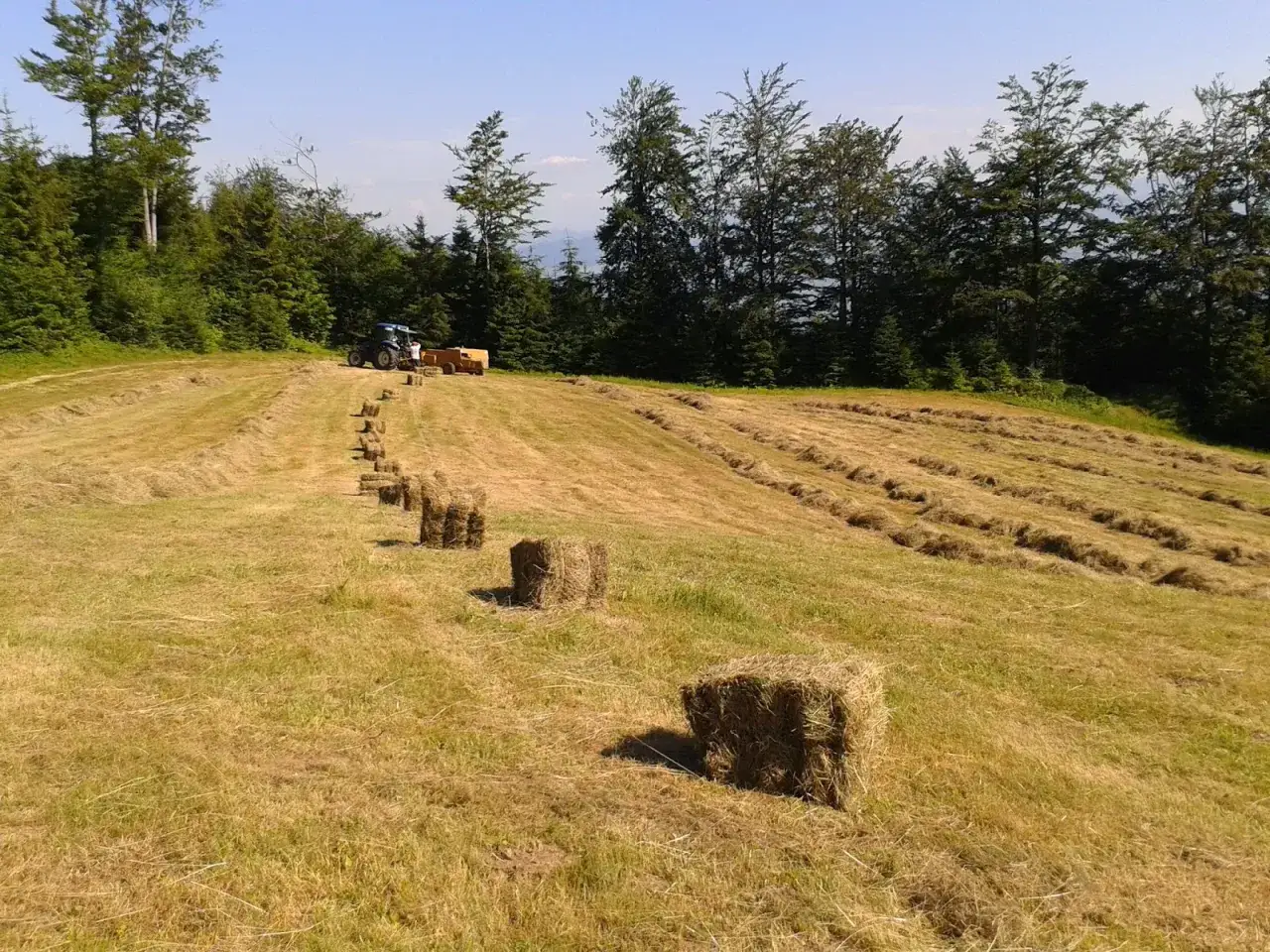 Siano zbierane przez traktor na polu, przygotowywane do stworzenia gospodarstwa samowystarczalnego.