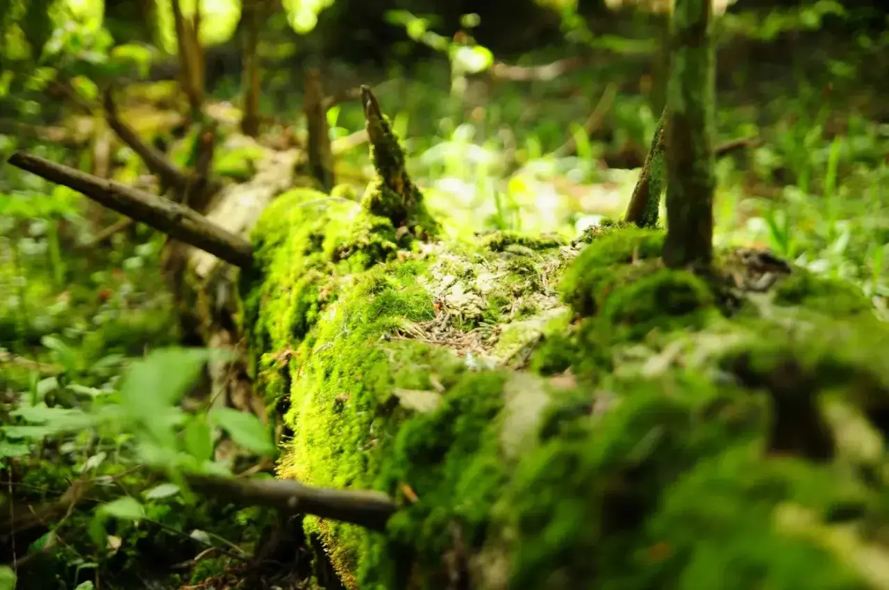 W **Turnickim Parku Narodowym** omszały, powalony pień drzewa tworzy naturalną ścieżkę przez bujną zieleń.